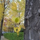 은행나무약국 이미지