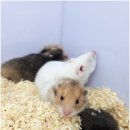 펫엔글라이더 천안점 이미지