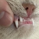 해뜨는 동물병원 이미지