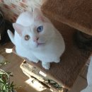 미아오스트럭쳐 | [고양이 용품] 협소한 곳에 추천하는 미아오스트럭처 미니 캣타워 내돈내산 후기