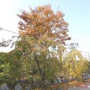 오금1리 | 2021-11-03 평화누리길_6코스➁+7코스➀