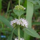 허브사랑 이미지