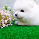 카페;야