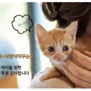 푸드펫 이미지