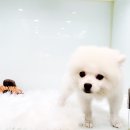 요크독애견샵 이미지