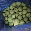 산마을농원님 개복숭아~👍 이미지