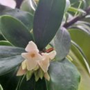 천리향한의원 이미지