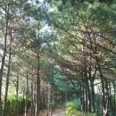 [서울] 도심 속에 숨겨진 상큼한 숲길, 동작충효길 고구동산길~서달산 동작대~현충원길 나들이 이미지