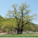 의령 세간리 은행나무 이미지