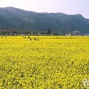 맹방유채꽃마을 이미지