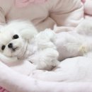 이사벨라돌스 말티즈 이미지