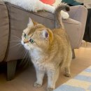 네코모리 이미지