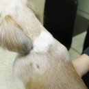 킴리동물병원 이미지