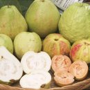 기현농장 이미지