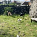 서쪽에서(귤이네) 이미지