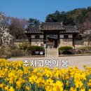 추사 유배길 - 3코스 사색의 길 | 수선화 핫플 예산 추사고택 수선화 &amp; 벚꽃 개화상황 자연과 역사가 함께하는 힐링 여행지