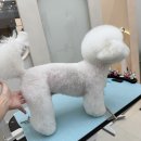 러블리댕 네이버블로그
