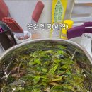 옥천군 산림조합 | [내돈내산] 옥천 참옻순, 옻순 데쳐먹고 부침개까지