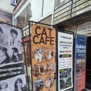 다락방카페 | [아빠랑놀자] 아빠와 휴일 2탄! 신촌나들이 고양이카페 고양이 다락방 방문후기