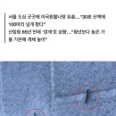 여기저기 송충이처럼 생긴 이 벌레 천지…심지어 해충입니다 이미지