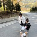 마을애견 | 가평 아기랑 스위스마을 에델바이스 후기 썰매 애견동반 산책 입장료 테마파크 꿀팁