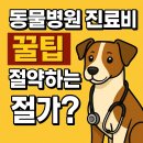 동물병원 진료비, 이대로 계속 낼 건가요? 똑똑하게 아끼는 7가지 꿀팁