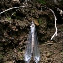 명주잠자리 애벌레(개미귀신) 이미지