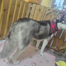 사랑할 개 이미지