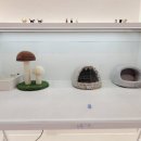 나비야 cat 이미지