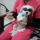 죽전동물메디컬센터 이미지