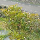 서광리-18 이미지