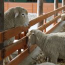 구수목장 이미지