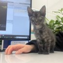 진정훈동물병원 네이버블로그