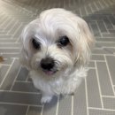 아씨네간식 | 노령견 동결건조 간식 키츠 요거트 바크 내돈내산 추천 후기