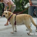 도그# 이미지