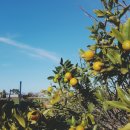 호랑이 주택 이미지