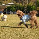 편안한 댕 이미지