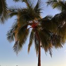 참편한 주유소 | 하와이 호놀룰루 렌트카 투로(turo) 콜뱃 후기 예약방법 하와이 오픈카 드라이브코스