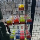 레드스타 | 광주 골프샵 혼마 파크골프채 4스타 신규 레드색상 리얼후기