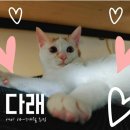 온천장고양이 이미지