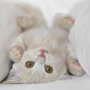 행복한고양이 - 고양시 일산동구 무궁화로 32-21 | 행복한고양이