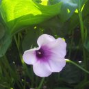 행운농장 이미지