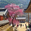 2025년 구례 화엄사 홍매화 개화 후기 사진 콘테스트 정보