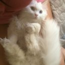 모닝카우 이미지