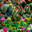 아니모네(Anemone)