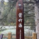 나무와 해(海) | [중국 자유 여행] 사천성 청두 구채구 여행 후기, 구채구 자유 여행, 오채지, 황룡 풍경구, 구채구 가을...