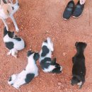 다보마트 이미지