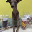 똘멍이네 | 강아지 간식 추천 밤비가반한 똘멍이네 간식 4종 솔직후