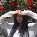 장미꽃사이로 이미지