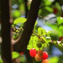 보리수농장 이미지